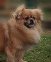 Nicolas Alexandra image 2