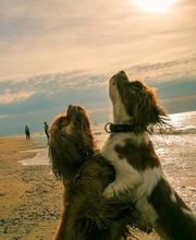 Hundezentrum Lapki Bild 8