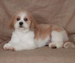 Elle'Dog image 6