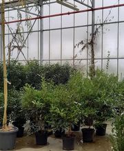 La Main Verte image 9