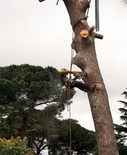 Roussillon Elagage image 11