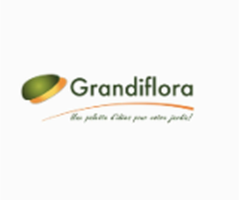 GRANDIFLORA image 5