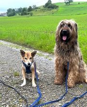 Wind im Hundefell Bild 2