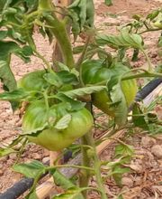 Mouline des collines image 2