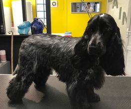 Au Look Canin image 6