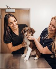 Founders Green Animal Hospital image 8