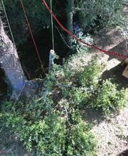 Vert Forest Fils image 4