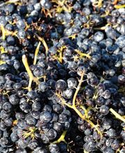 Weinbau Leuengrund - Schneider Weine Bild 14