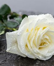 Bestattungshaus Sauter Bild 1