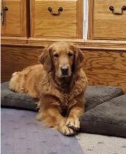 Jace. Jace is following in the paw prints of Jasper, and is now the official office mascot.