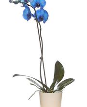 Floristería Casa Basusta Loradenda imagen 1