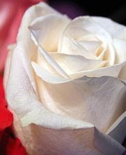 Fleurs et Nuances image 2