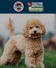Petsense by Tractor Supply image 2