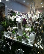 Chlorophylle image 1