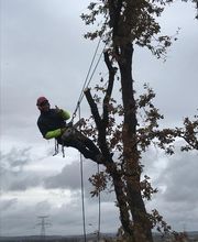 COLIBRI PAYSAGE image 5