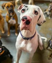 Fido Fido Dog Daycare & Boarding image 8