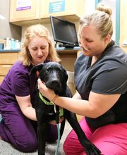 Indian Tree Animal Hospital image 15