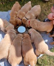 Elevage de la Cuvée des Golden Boss image 6