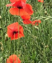 Valérie Sagona image 2