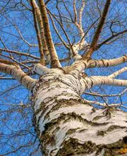 Buch den Fink Bild 2