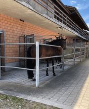 Reit- und Fahrstall Enderli Bild 8