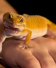 Loyalsock Animal Hospital image 6