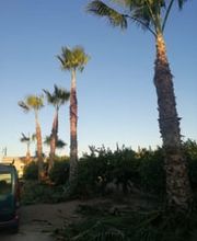 Jardineros_de_Murcia_5.jpeg