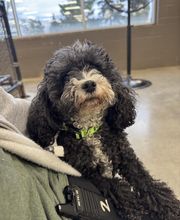 Spa Paw & Tail Premier Pet Resort image 16