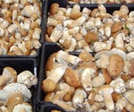 La Forestière Du Champignon image 1
