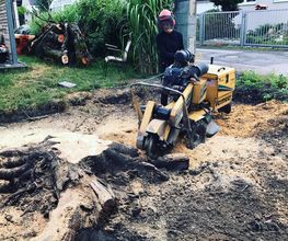 Demergo Baumpflege Bild 2