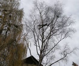 Mémoires d’Arbres Bild 6