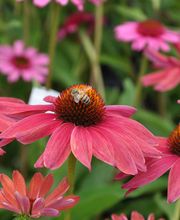 Lehmann Baumschulen AG Bild 4