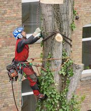 Der Grüne Baum Bild 2
