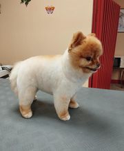 AU TOUTOU MARANS image 2