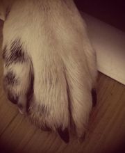 Frässeggä, für Hund & Katz