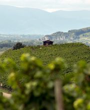 Weingut