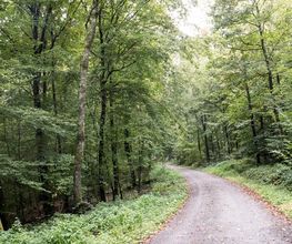 FriedWald Wiesenbach Bild 9