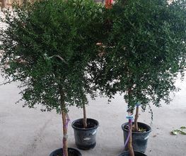 LM VEGETAL image 11