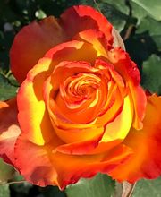 Rosiers d'Argens image 1