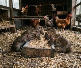 Rattenbestrijding Brabant | Vestiging Lith afbeelding 6
