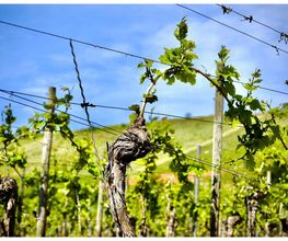 Weingut & Gästehaus Thomas Schwibinger Bild 9