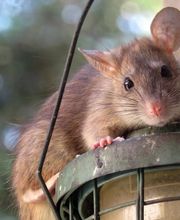 Mäusebekämpfung - Mr. Motte - Schädlingsbekämpfung - Hamburg