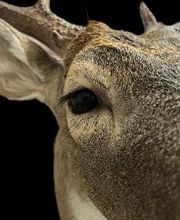 Carroll's Wildlife Taxidermy image 16