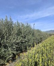 Viveros de Olivos Manoli imagen 2
