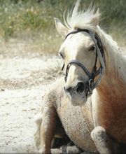 Ranch Villata image 8