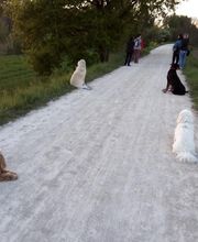 Mon Chien Mon Ami Sarl image 3