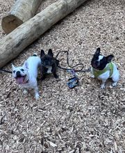 Focus Dogs Hundeschule KlG Bild 7