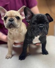 Parrett Veterinary Clinic image 4