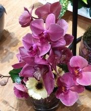 Des Fleurs En Plus image 10