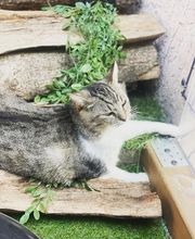 Hotel-cats.com image 3